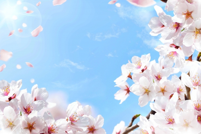 桜